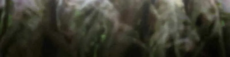 Druid Tại Ga Seoul - Người Hóa Thú Chap 69 - Next Chap 70